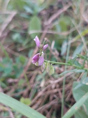 Polygala comosa