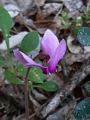 Cyclamen hederifolium