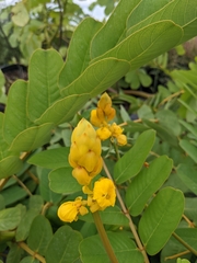 Senna alata