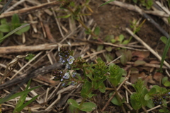 Veronica serpyllifolia
