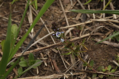 Veronica serpyllifolia