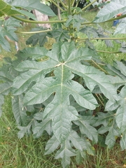 Vasconcellea pubescens