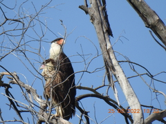 Caracara plancus