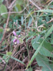 Polygala comosa