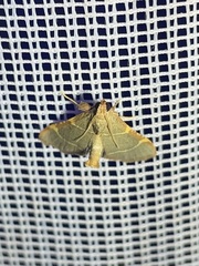 Hypsopygia