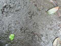 Sciurus carolinensis