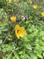 Zephyranthes tubispatha