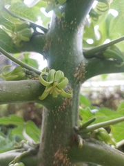 Vasconcellea pubescens