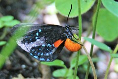 Eumaeus atala