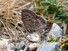 Leptotes pirithous