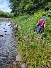 Phalaris arundinacea