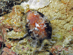 Lyncina lynx