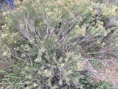 Leucadendron lanigerum lanigerum