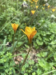 Zephyranthes tubispatha