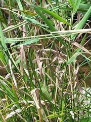 Phalaris arundinacea