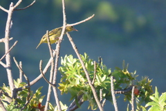 Ploceus capensis