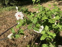Hibiscus syriacus