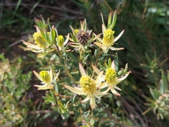 Leucadendron lanigerum lanigerum