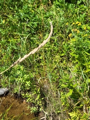 Phalaris arundinacea