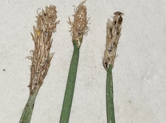 Eleocharis palustris