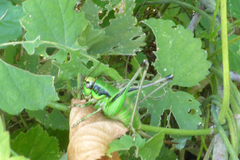 Eupholidoptera chabrieri