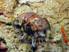Lyncina lynx