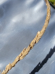 Phalaris arundinacea