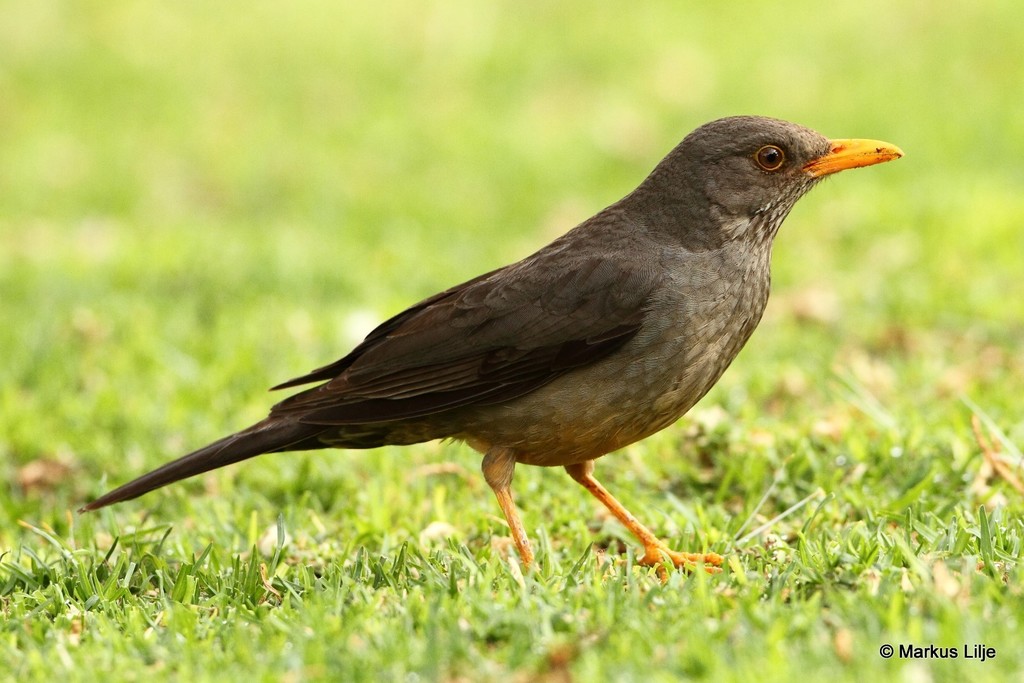 Karoo Thrush photo