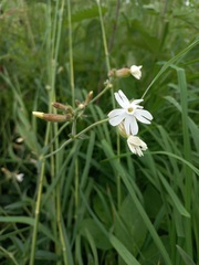 Silene latifolia alba