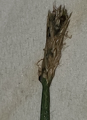 Eleocharis palustris