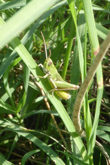 Chorthippus dorsatus