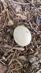 Agaricineae
