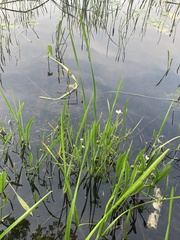 Sagittaria rigida