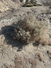 Atriplex hymenelytra