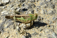 Aiolopus strepens