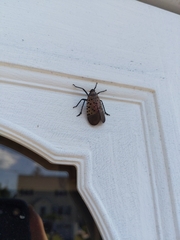 Lycorma delicatula