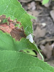 Parapoynx badiusalis