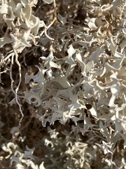 Atriplex hymenelytra