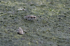 Cicindela hirticollis