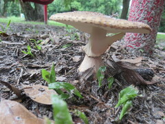 Amanita