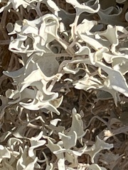 Atriplex hymenelytra