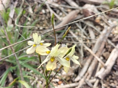 Moraea gawleri