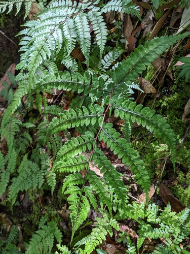 Athyrium clivicola (Athyrium clivicola)