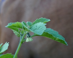 Physalis neomexicana