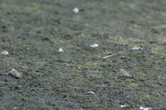 Cicindela hirticollis