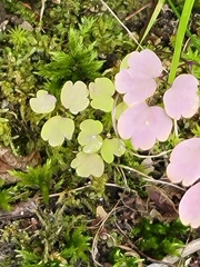Thalictrum