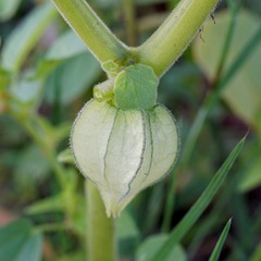 Physalis neomexicana