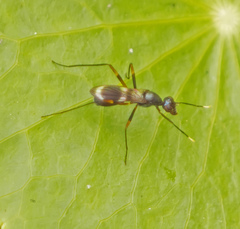 Taeniaptera trivittata