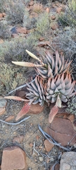 Aloe claviflora