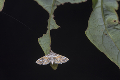 Musotima suffusalis